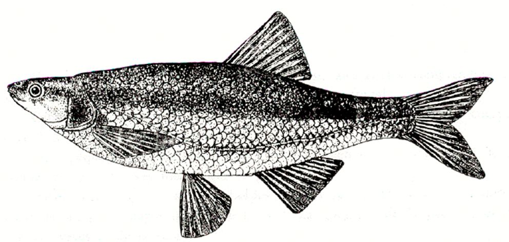 Squalius palaciosi_01.jpg